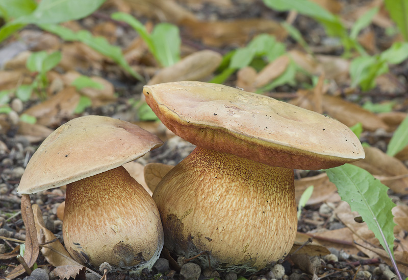 Boletus luridus